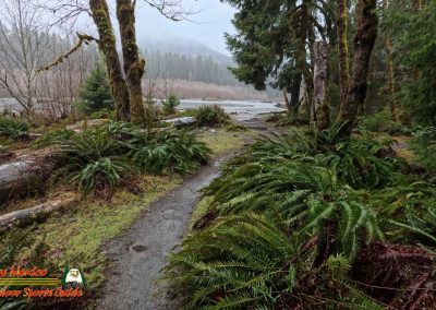 Hoh Rain Forest Spruce Nature Trail Insta360 Ace Pro 01-23-2024