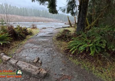 Hoh Rain Forest Spruce Nature Trail Insta360 Ace Pro 01-23-2024