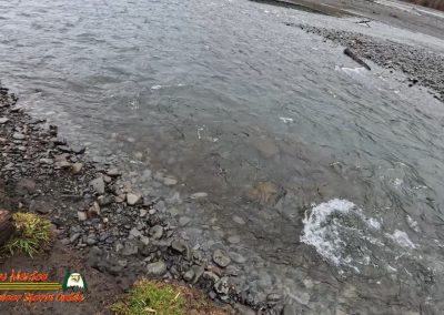 Hoh Rain Forest Spruce Nature Trail Insta360 Ace Pro 01-23-2024