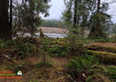 Hoh Rain Forest Spruce Nature Trail Insta360 Ace Pro 01-23-2024