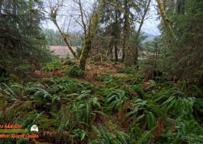 Hoh Rain Forest Spruce Nature Trail Insta360 Ace Pro 01-23-2024
