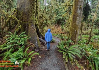 Hoh Rain Forest Spruce Nature Trail Insta360 Ace Pro 01-23-2024