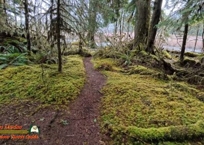 Hoh Rain Forest Spruce Nature Trail Insta360 Ace Pro 01-23-2024