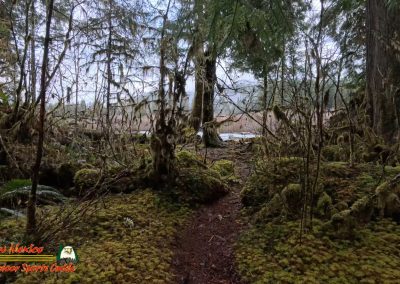 Hoh Rain Forest Spruce Nature Trail Insta360 Ace Pro 01-23-2024