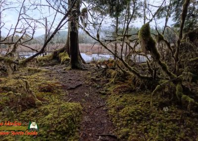 Hoh Rain Forest Spruce Nature Trail Insta360 Ace Pro 01-23-2024