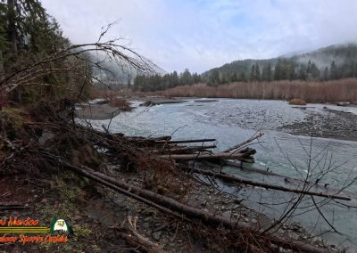 Hoh Rain Forest Spruce Nature Trail Insta360 Ace Pro 01-23-2024