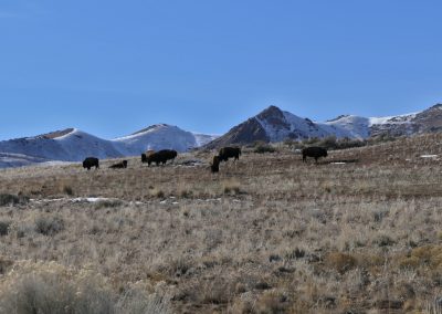 Buffalo Antelope Island State Park, Great Salt Lake FZ2500