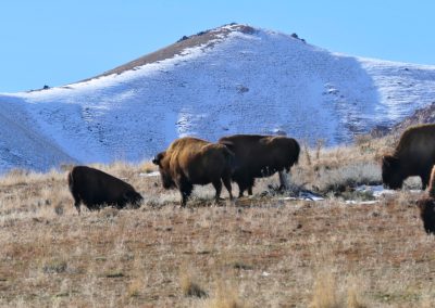 Buffalo Antelope Island State Park, Great Salt Lake FZ2500