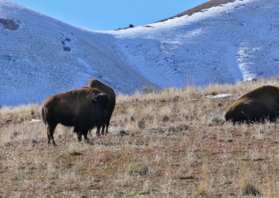Buffalo Antelope Island State Park, Great Salt Lake FZ2500