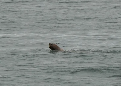 Sea Lion Whale Watching Tour Juneau Alaska July 2 2024 FZ2500