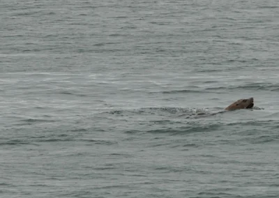 Sea Lion Whale Watching Tour Juneau Alaska July 2 2024 FZ2500