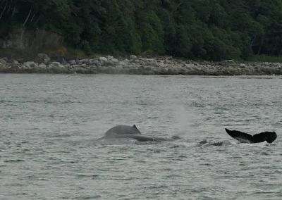 Whale Watching Tour Juneau Alaska July 2 2024 FZ2500