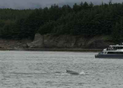 Whale Watching Tour Juneau Alaska July 2 2024 FZ2500