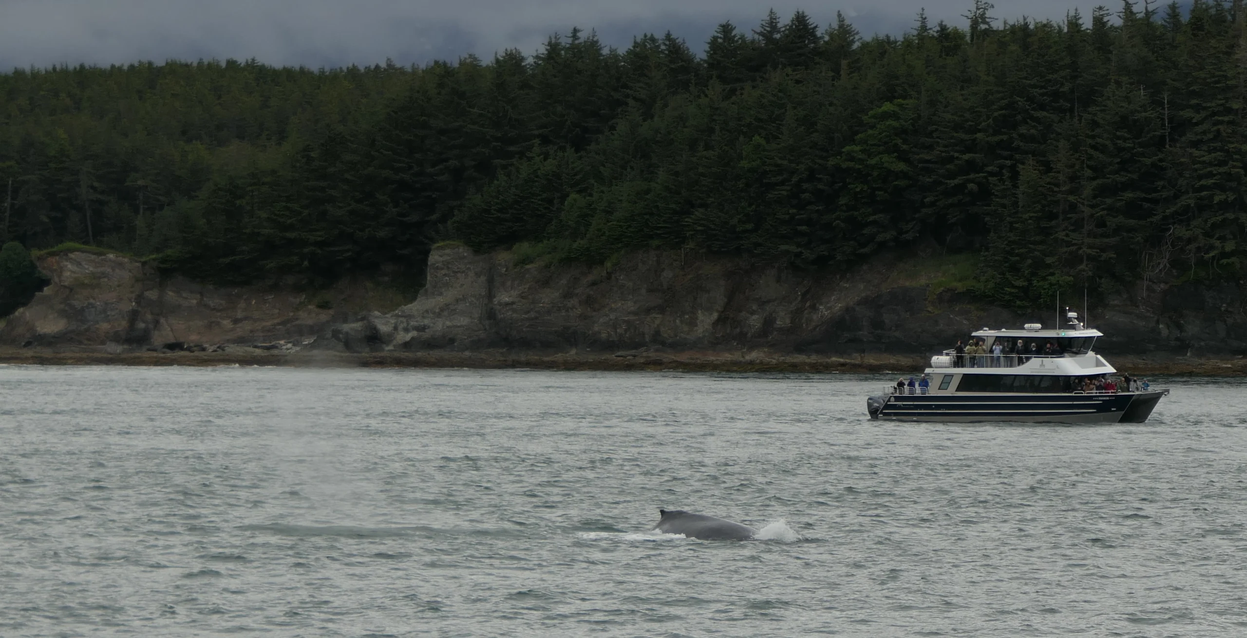 Whale Watching Tour Juneau Alaska July 2 2024 FZ2500