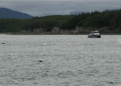 Whale Watching Tour Juneau Alaska July 2 2024 FZ2500