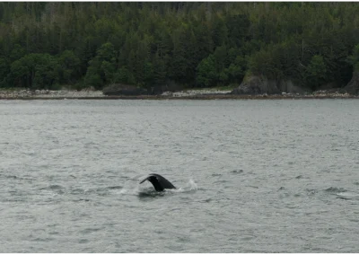 Whale Watching Tour Juneau Alaska July 2 2024 FZ2500