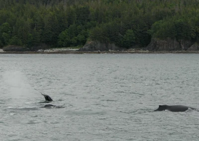 Whale Watching Tour Juneau Alaska July 2 2024 FZ2500