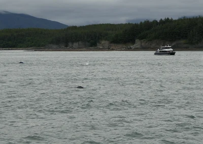 Whale Watching Tour Juneau Alaska July 2 2024 FZ2500
