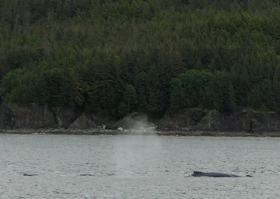 Whale Watching Tour Juneau Alaska July 2 2024 FZ2500