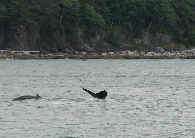 Whale Watching Tour Juneau Alaska July 2 2024 FZ2500