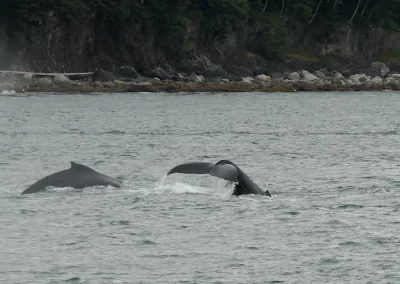 Whale Watching Tour Juneau Alaska July 2 2024 FZ2500