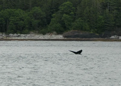 Whale Watching Tour Juneau Alaska July 2 2024 FZ2500