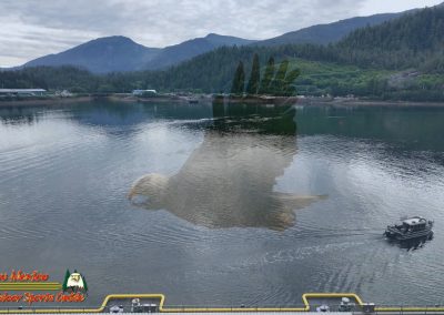 Ketchikan Alaska Tongass Rain Forest Pocket 3