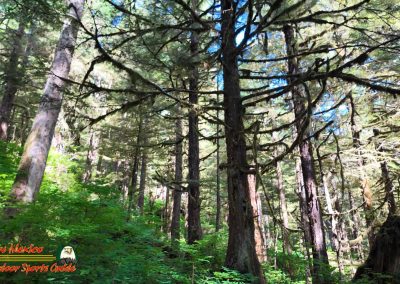 Ketchikan Alaska Tongass Rain Forest Pocket 3