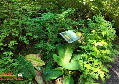 Ketchikan Alaska Tongass Rain Forest Pocket 3