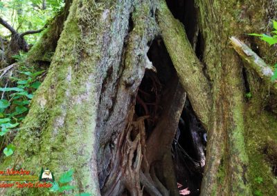 Ketchikan Alaska Tongass Rain Forest Pocket 3