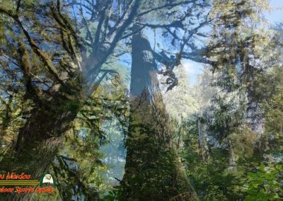 Ketchikan Alaska Tongass Rain Forest Pocket 3