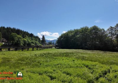 Ketchikan Alaska Tongass Rain Forest Pocket 3