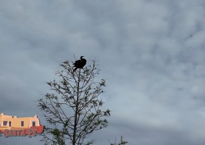 Thanksgiving 2024 Comorant Pocket 3