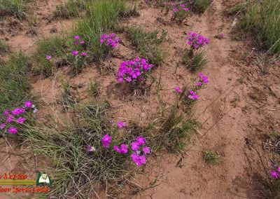 Hidden Canyon Trail 07-08-2025 Ace Pro 2