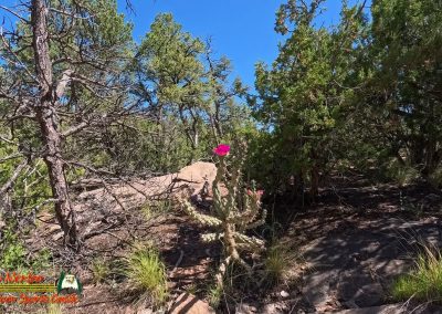 Hiking Eldorado at Santa Fe Community Preserve Trail 401 403 404 Ace Pro 2 07-04-2025