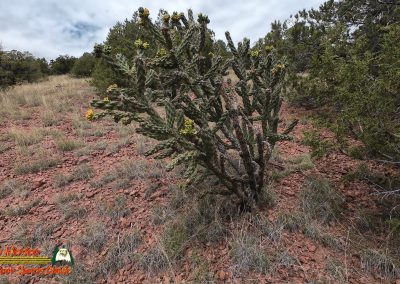 Hiking Arroyo Hondo Trail Action 4 08-15-2025