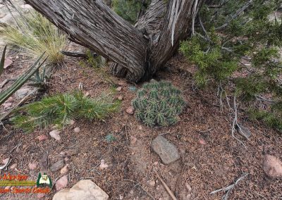 Hiking Arroyo Hondo Trail Action 4 08-15-2025