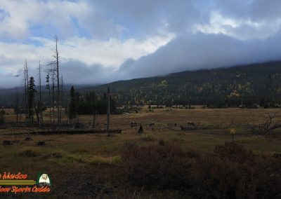 Elk Colorado River Headwaters Rocky Mountain National Park Grand Lake Colorado 09-22-2025 Action 4