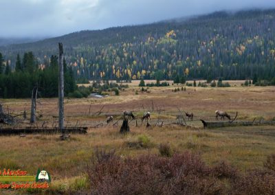 Elk Colorado River Headwaters Rocky Mountain National Park Grand Lake Colorado 09-22-2025 Action 4