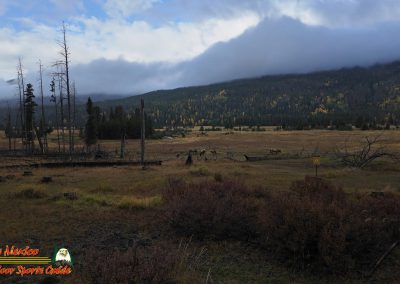 Elk Colorado River Headwaters Rocky Mountain National Park Grand Lake Colorado 09-22-2025 Action 4