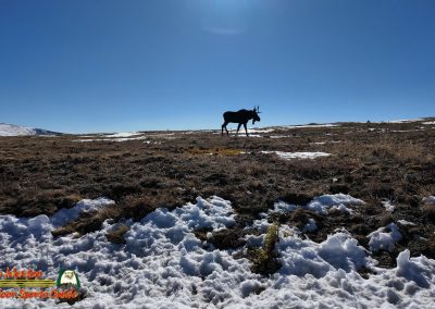 Colorado River Headwaters Shadow Mountain Lake Trail Ridge Road Moose Air 2S Pocket 3 09-25-2025
